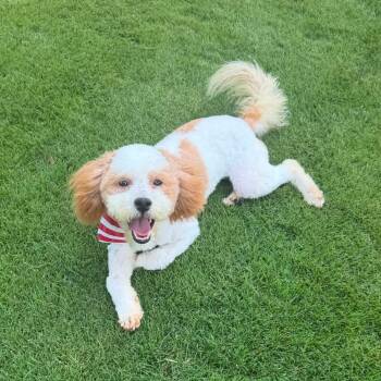 CALLIE -  Morkie and Poodle Dog for Adoption in Quitman, Texas - CALLIE | PetCurious