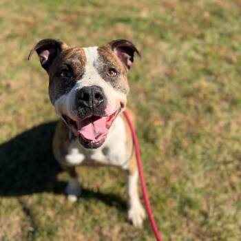 Gomez -  Pit Bull Terrier Dog for Adoption in Buffalo, New York - Gomez | PetCurious