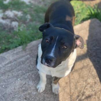 Rescue Pit Bull Terrier Dogs for Adoption in Denison, Texas - Roger | PetCurious