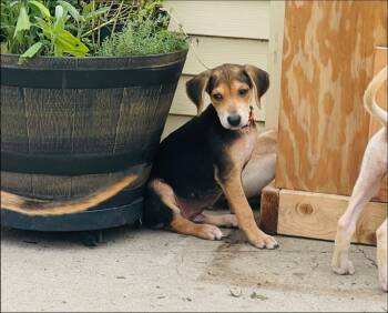 Barksley -  Treeing Walker Coonhound and Mixed Breed Dog for Adoption in Clinton, Wisconsin - Barksley | PetCurious