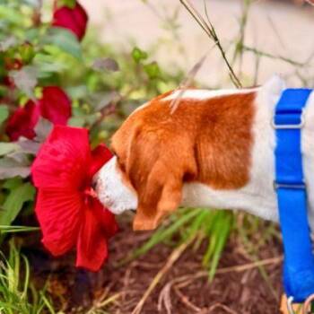 Woofgang -  Hound and Mixed Breed Dog for Adoption in Richmond, Virginia - Woofgang | PetCurious