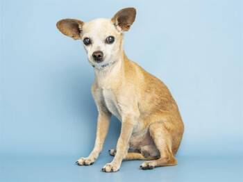 ROLO -  Chihuahua Dog for Adoption in Phoenix, Arizona - ROLO | PetCurious