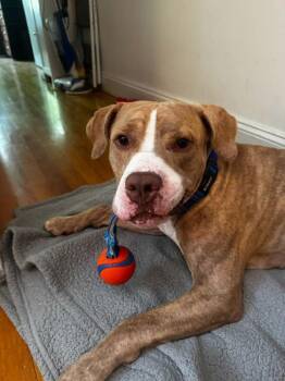 Knickolas -  Mixed Breed Dog for Adoption in New York, New York - Knickolas | PetCurious