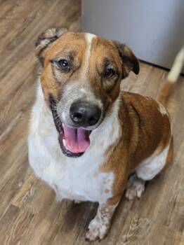 Rescue Labrador Retriever Dogs for Adoption in Pearland, Texas - Vaquita (Little Cowgirl) | PetCurious