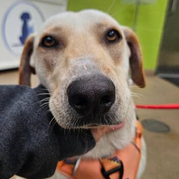 Labrador Retriever and Mixed Breed Dogs Available for Adoption in Corpus Christi, Texas - Dancer | PetCurious