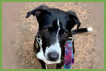Django -  Border Collie and Hound Dog for Adoption in Amherst, Massachusetts - Django | PetCurious