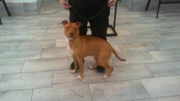 Pit Bull Terrier and Mixed Breed Dogs Available for Adoption in Charlotte, North Carolina - LUNA | PetCurious