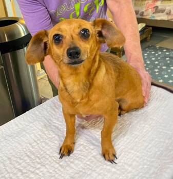 Ya Ya (NOT YET AVAILABLE) -  Dachshund and Chihuahua Dog for Adoption in Benton, Louisiana - Ya Ya (NOT YET AVAILABLE) | PetCurious