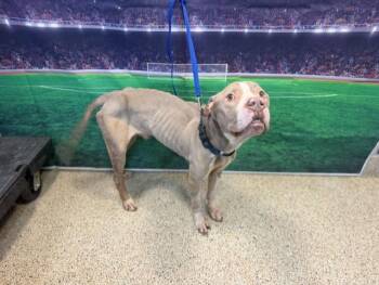 DANIELS -  American Bulldog and Mixed Breed Dog Available for Adoption in Doral, Florida - DANIELS | PetCurious
