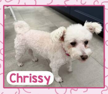 Chrissy -  Maltese Dog for Adoption in Fort Wayne, Indiana - Chrissy | PetCurious