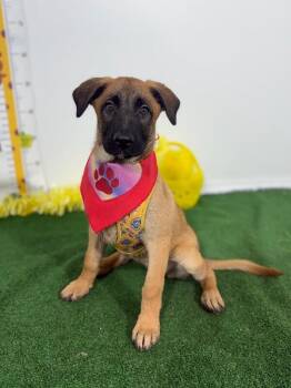 Belgian Shepherd Malinois and Labrador Retriever Dogs Available for Adoption in Carlsbad, California - Lottie | PetCurious