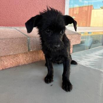 Terrier Dogs Available for Adoption - Cherry | PetCurious