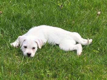 Terrier Dogs Available for Adoption in South Bend, Indiana - Brady | PetCurious