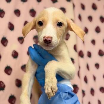 Nugget -  Terrier and Mixed Breed Dog for Adoption in San Antonio, Texas - Nugget | PetCurious