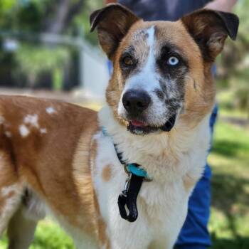 Mixed Breed Dogs Available for Adoption in Sarasota, Florida - River | PetCurious