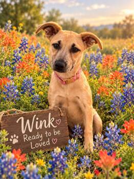 Wink -  Labrador Retriever Dog for Adoption in Rollingwood, Texas - Wink | PetCurious