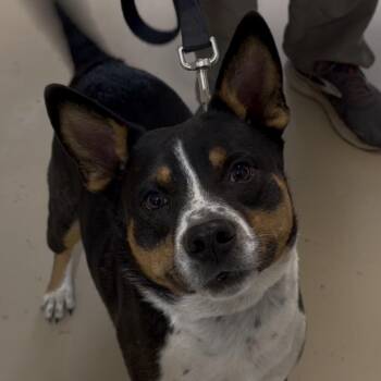 Terrier Dogs Available for Adoption in Wiggins, Mississippi - Todd | PetCurious