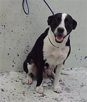 A2092941 -  Staffordshire Bull Terrier and Mixed Breed Dog for Adoption in Houston, Texas - A2092941 | PetCurious