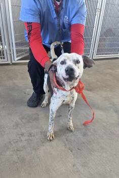 Pit Bull Terrier and Mixed Breed Dogs Available for Adoption - Spock | PetCurious