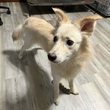 Mixed Breed Dogs Available for Adoption in Cedar Rapids, Iowa - Scentiva | PetCurious