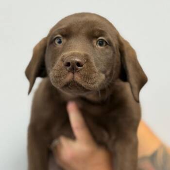 Lindy -  Great Pyrenees and Labrador Retriever Dog Available for Adoption in Idaho Falls, Idaho - Lindy | PetCurious