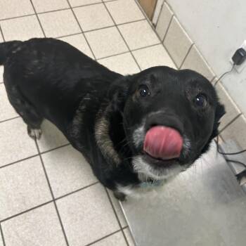 Mixed Breed Dogs Available for Adoption - Patches | PetCurious