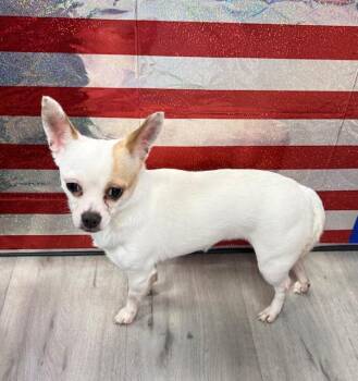 Chihuahua Dogs Available for Adoption in Tifton, Georgia - Peaches | PetCurious