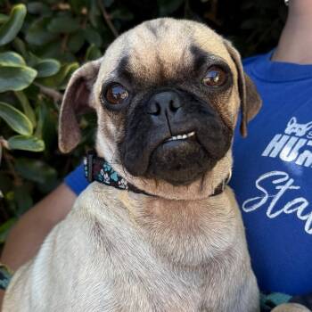 Otis -  Pug Dog for Adoption in Goleta, California - Otis | PetCurious