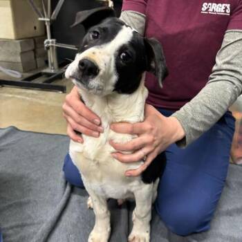 Mixed Breed Dogs Available for Adoption - Josh | PetCurious