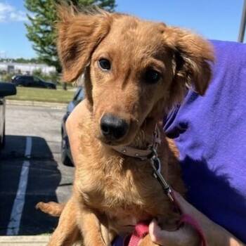Lucy -  Goldendoodle Dog for Adoption in Elyria, Ohio - Lucy | PetCurious