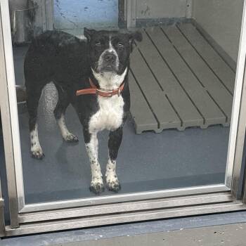 Tammy -  Cattle Dog and Mixed Breed Dog for Adoption in Galax, Virginia - Tammy | PetCurious