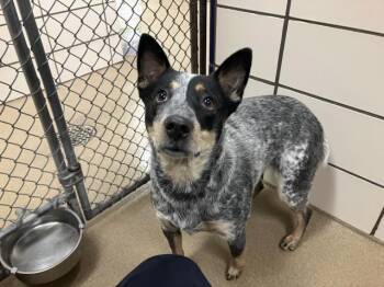 Rescue Australian Cattle Dog Blue Heeler Dogs for Adoption in Fort Wayne, Indiana - BANDITA | PetCurious