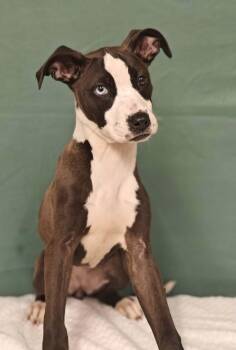 Terrier Dogs Available for Adoption in West Palm Beach, Florida - Dazzle | PetCurious