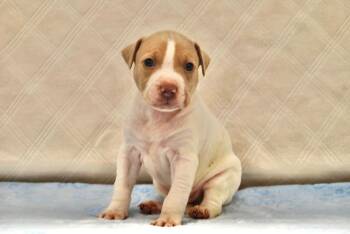 Bulldog Dogs Available for Adoption - BRYAN | PetCurious