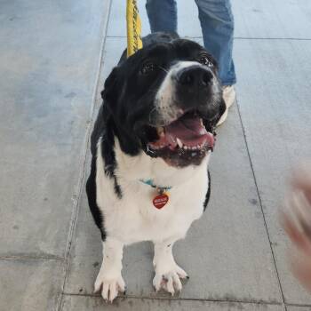 Ethel -  Newfoundland Dog and Mixed Breed Dog for Adoption in Buford, Georgia - Ethel | PetCurious