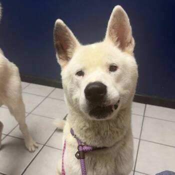 Luk -  Akita Dog for Adoption in Dallas, Texas - Luk | PetCurious