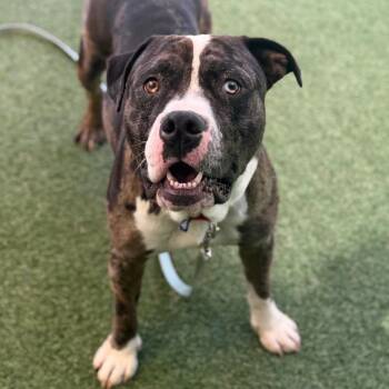 Ford -  Mixed Breed Dog for Adoption in Asheville, North Carolina - Ford | PetCurious