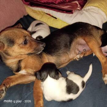Little -  Chihuahua Dog for Adoption in Montgomery, Texas - Little | PetCurious