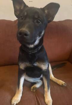 German Shepherd Dog Dogs Available for Adoption - Mikka | PetCurious