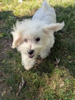 Tater Tot -  Maltese Dog for Adoption in Franklin, Tennessee - Tater Tot | PetCurious