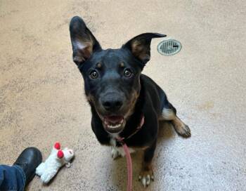 BROWNIE -  German Shepherd Dog and Mixed Breed Dog for Adoption in Martinez, California - BROWNIE | PetCurious