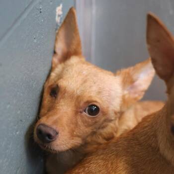 A813442 -  Chihuahua Dog for Adoption in San Antonio, Texas - A813442 | PetCurious