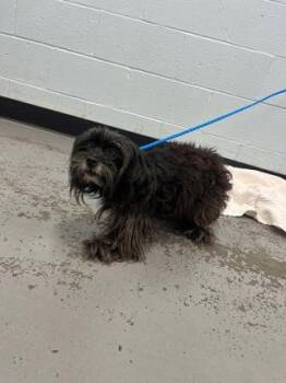 Klaire -  Maltese and Miniature Schnauzer Dog for Adoption in Sacramento, California - Klaire | PetCurious