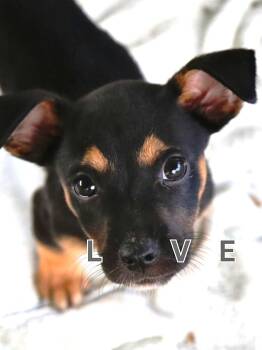 Kola (19 lbs) -  Mixed Breed Dog for Adoption in Mississauga, Ontario - Kola (19 Lbs) | PetCurious