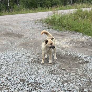Jack -  Shepherd Dog for Adoption in Woodstock, Ontario - Jack | PetCurious