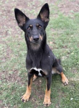 Australian Kelpie and Terrier Dogs Available for Adoption in Bloomfield, Connecticut - Spatula | PetCurious