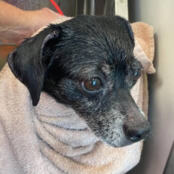 Maggie -  Chihuahua and Dachshund Dog for Adoption in Sand Springs, Oklahoma - Maggie | PetCurious