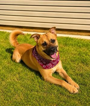 SCRAPPY -  Black Mouth Cur Dog for Adoption in Southaven, Mississippi - SCRAPPY | PetCurious