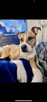 Rescue Mixed Breed Dogs for Adoption in Richmond, Texas - George | PetCurious