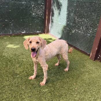 Big Dreads 1365 -  Poodle Dog for Adoption in Loxahatchee Groves, Florida - Big Dreads 1365 | PetCurious